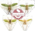Scientific lot no. 6 Orthoptera (4 pcs) (1 pc A, 2 pcs A-, 1 pc A2)