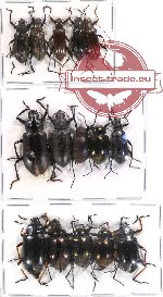 Scientific lot no. 57 Tenebrionidae (15 pcs A-, A2)