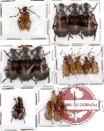 Scientific lot no. 3 Meloidae (18 pcs)