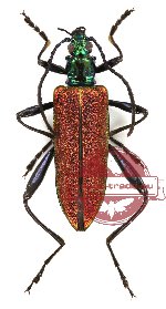 Oedemeridae sp. 6-1 (A-)
