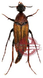 Rhipiphoridae sp. 1