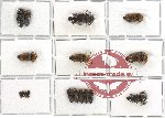 Scientific lot no. 15 Eucnemidae (17 pcs)