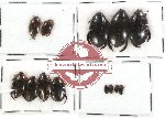 Dytiscidae Scientific lot no. 2 (13 pcs)