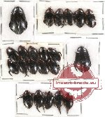 Dytiscidae Scientific lot no. 14 (22 pcs)