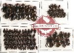 Dytiscidae Scientific lot no. 4 (99 pcs)