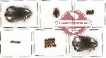 Dytiscidae Scientific lot no. 16 (29 pcs)