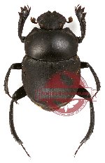 Gymnopleurus sp. 8 (A2)