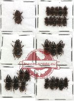Lucanidae sc. lot no. 6 - Aegus (25 pcs  - 2 pcs A2)