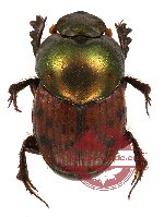 Onthophagus sp. 8 (A2)