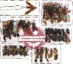 Scientific lot no. 53 Hymenoptera (39 pcs)