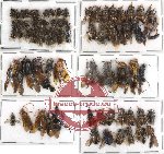 Scientific lot no. 60 Hymenoptera (75 pcs)