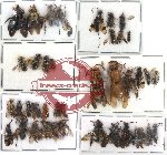 Scientific lot no. 61 Hymenoptera (40 pcs)