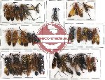 Scientific lot no. 54 Hymenoptera (32 pcs)