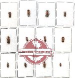Scientific lot no. 64 Hymenoptera - Mutilidae (12 pcs)