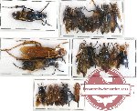 Scientific lot no. 55 Hymenoptera (18 pcs)