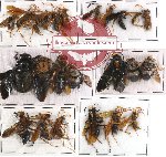 Scientific lot no. 58A Hymenoptera (24 pcs)