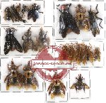 Scientific lot no. 59 Hymenoptera (20 pcs)