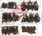 Scientific lot no. 62 Hymenoptera (37 pcs)