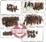 Scientific lot no. 63 Hymenoptera (52 pcs)