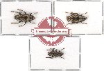 Scientific lot no. 36 Cerambycidae (Tmesisternini) (3 pcs A, A2)