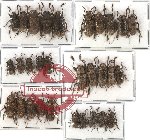 Scientific lot no. 35 Cerambycidae (30 pcs)