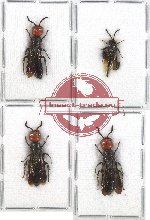 Scientific lot no. 65 Hymenoptera (4 pcs)