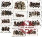 Scientific lot no. 1A Cerambycidae (Lamiinae) (52 pcs)