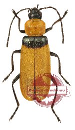 Cantharidae sp. 8