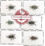 Scientific lot no. 62 Curculionidae (6 pcs - 3 pcs A-)