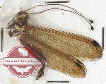 Ascalaphidae sp. 2 (NEUROPTERA)
