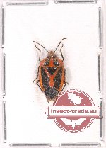 Heteroptera sp. 68