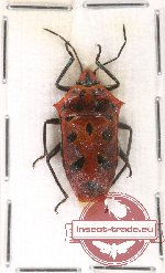 Heteroptera sp. 66 (2 pcs A2)