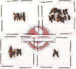 Scientific lot no. 37A Staphylinidae (27 pcs)