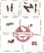 Scientific lot no. 40 Staphylinidae (51 pcs)