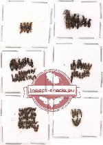 Scientific lot no. 30 Staphylinidae (129 pcs)