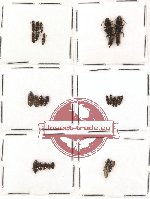 Scientific lot no. 37 Staphylinidae (25 pcs)