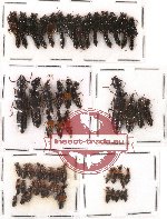 Scientific lot no. 28 Staphylinidae (55 pcs)