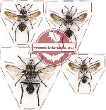 Scientific lot no. 67 Hymenoptera (4 pcs A, A-, A2)