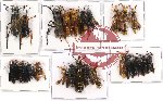 Scientific lot no. 64 Hymenoptera (24 pcs A-, A2)