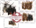 Scientific lot no. 65 Hymenoptera (17 pcs)