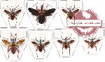 Scientific lot no. 107 Heteroptera - Reduvidae (7 pcs)