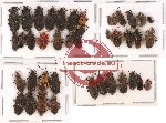 Scientific lot no. 113 Heteroptera (40 pcs)