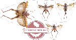 Scientific lot no. 7 Orthoptera (4 pcs - 2 pcs A-)