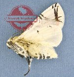 Noctuidae sp. 2 (A2)