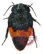 Blattodea sp. 9