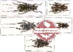 Scientific lot no. 44 Cerambycidae (5 pcs)