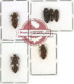 Scientific lot no. 24 Eucnemidae (6 pcs - 1 pcs A2)