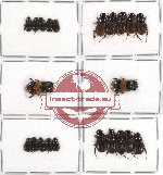 Scientific lot no. 169 Coprophaga (Aphodiinae) (22 pcs)