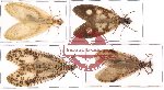 Corydalidae scientific lot no. 2 (4 pcs - 1pc A-)