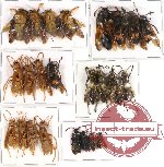 Scientific lot no. 66 Hymenoptera (24 pcs A-, A2)